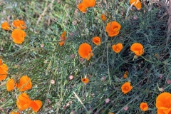 California poppies found along our route